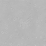 Anti-HHV8HybridomaLine