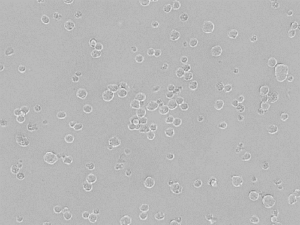Anti-HHV8HybridomaLine