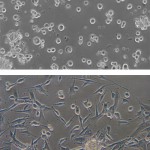 IBHK-4 Cellline