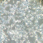 NCM460cellline