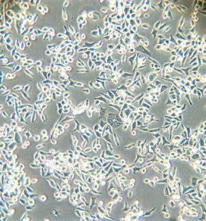 NCM460cellline