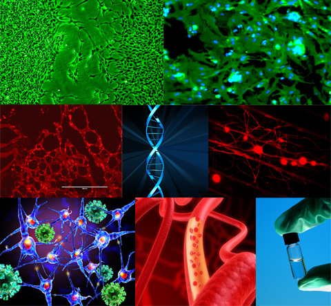 Regenerative Medicine Composite